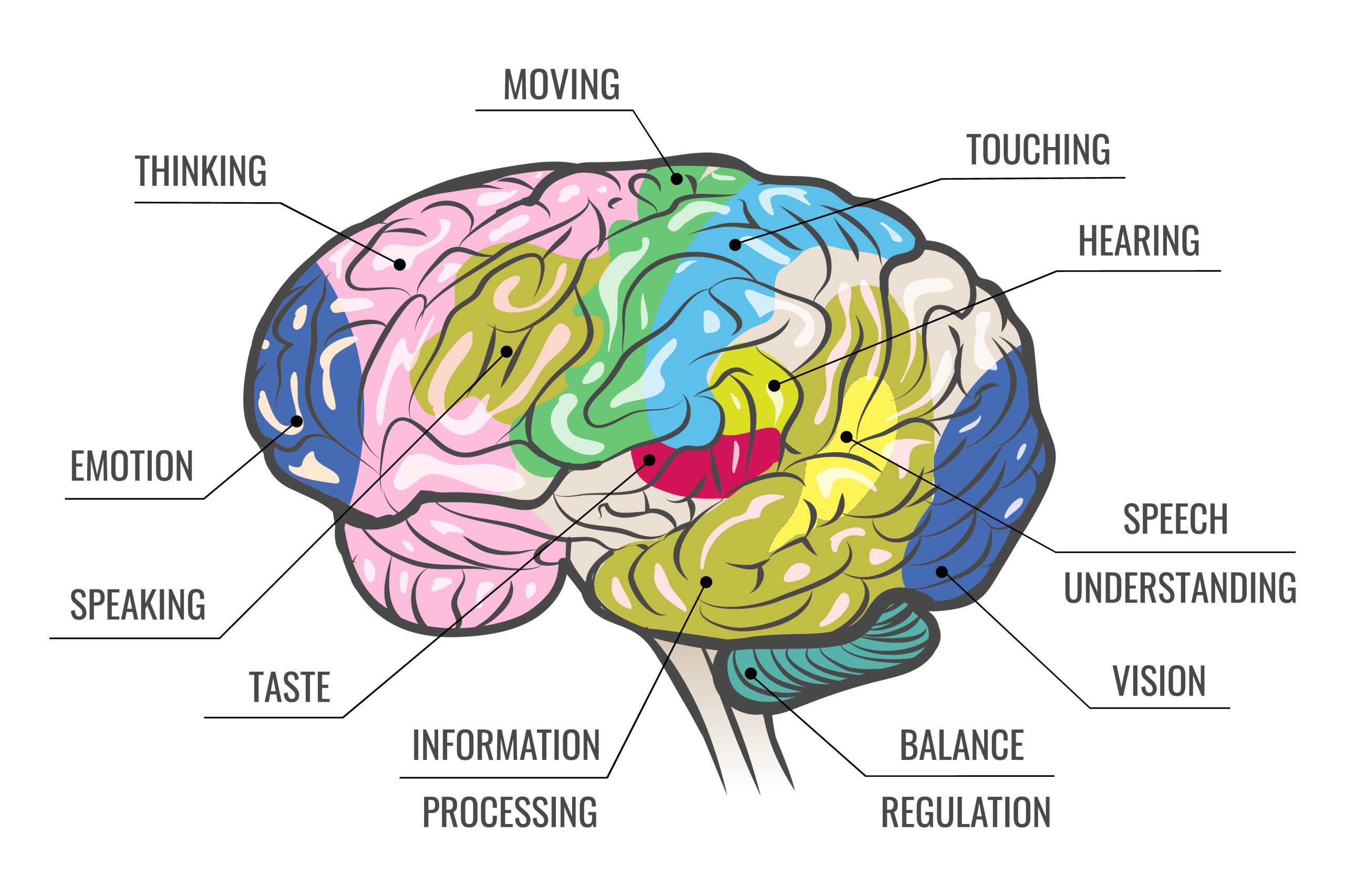 Featured image for Memory, replay, and the senses we can actually think with (opinion)
